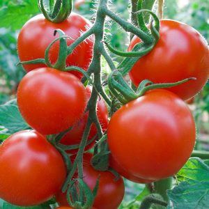 Plant de tomate ronde RUTHJE