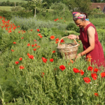 Tisanes du Jardin d’even