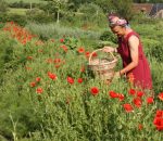 Tisanes du Jardin d’even