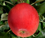 Pommes Mairac (1 kg)