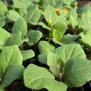 Plant d'AUBERGINE meronda