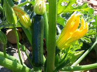 COURGETTE longue verte (1kg)