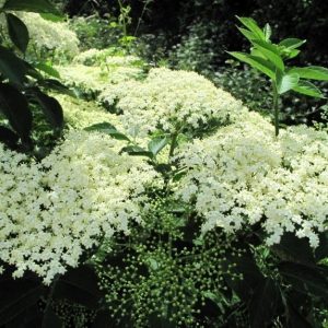 Fleurs de sureau 5 ombelles