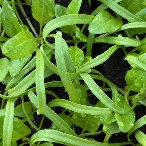 8 Plants bio d'épinards du Printemps