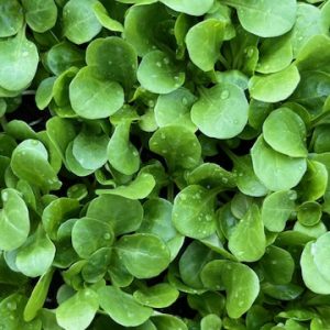 8 Plants bio de mâche