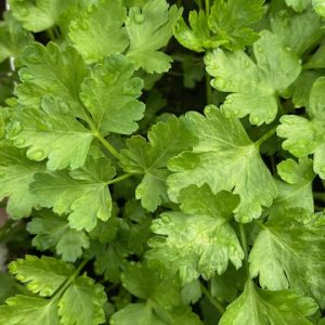 8 Plants bio de persil plat