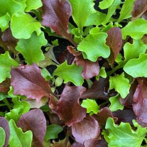 8 Plants bio MIX mélange de saison