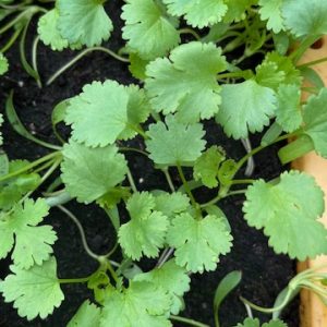 8 Plants bio de coriandre