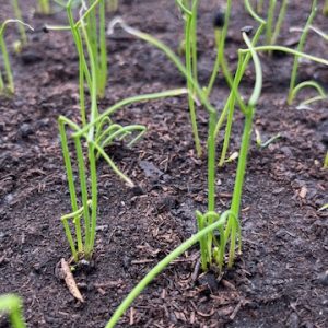 8 Plants bio d'oignons roses