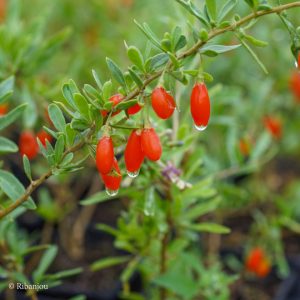 Baies de Goji Commune Bio