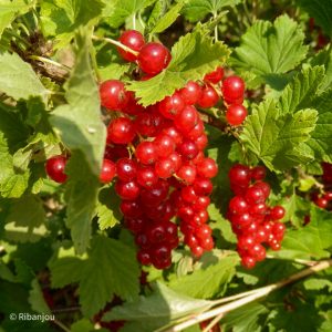 Groseillier Rovada Bio