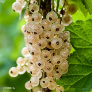Groseillier Versaillaise Blanche Bio