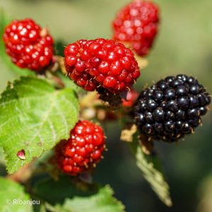 Mûre Smoothstem Bio