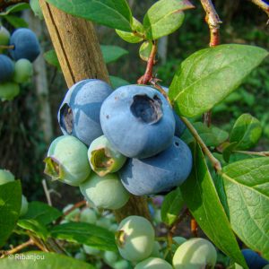 Myrtillier arbustif Chandler