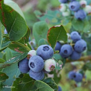 Myrtillier arbustif Ivanhoé Bio