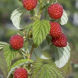 Framboisier 'Autumn Chef'