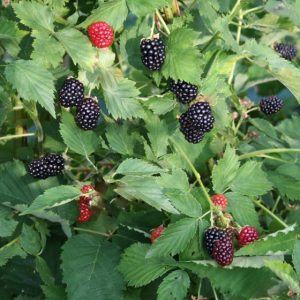 Plant murier ‘Bigandearly’