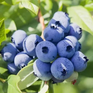 Plant Myrtillier ‘Bingo Blue’