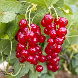 Plant groseillier  ‘Jonkheer Van Tets’