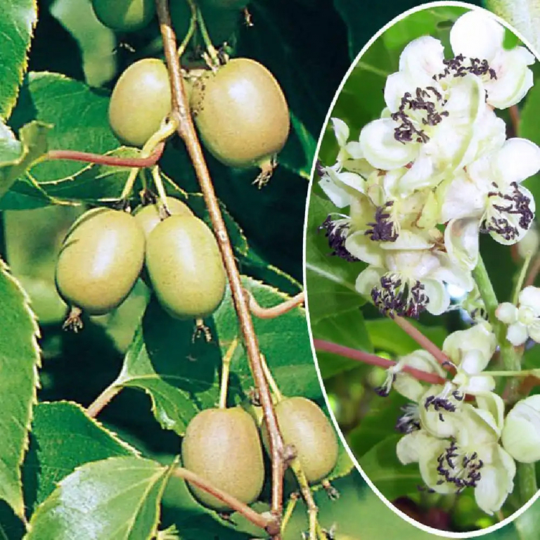 Plant kiwai
