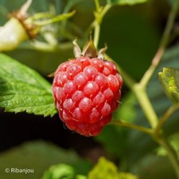 Framboisier ‘Tulameen’ Bio