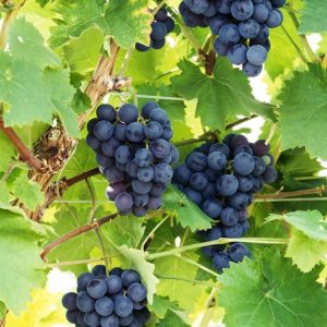 Plant vigne ‘Boskoop Glory’