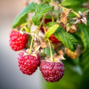 Framboisier ‘Autumn Happy’