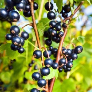 Plant cassissier ‘Ben Nevis’