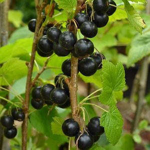 Plant cassissier ‘Titania’