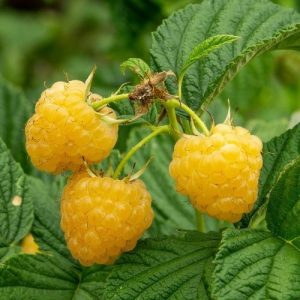 Plant framboisier   ‘Golden Everest’