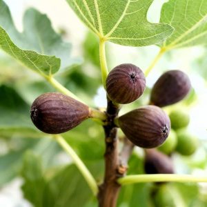 Figuier bio ‘Little Miss Figgy’