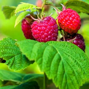 Framboisier bio ‘Little Sweet sister’