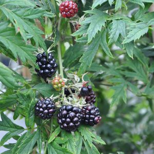 Plant mûrier  ‘Thornless Evergreen’