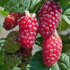 Plant framboisier ‘Tayberry’