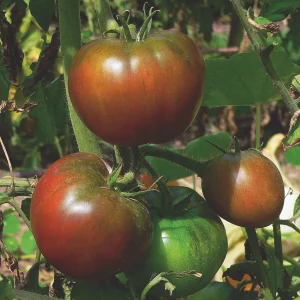 Plant de tomate Noire de Crimée