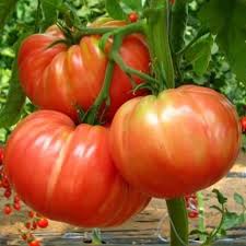 Plant de tomate de Marmande