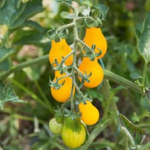 Plant de tomate cerise jaune en forme de poire
