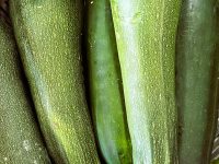 COURGETTE longue verte (Unité)