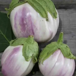 Aubergine violette de Florence (1kg environ)